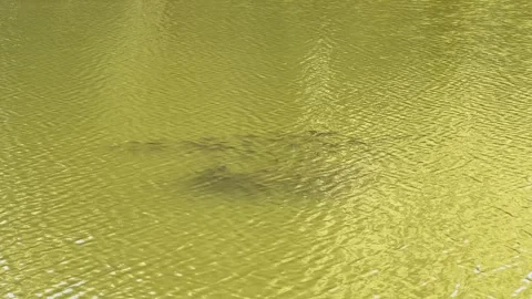 Large group of small fish gathering in spherical formation beneath water surface Stock Footage 317774371