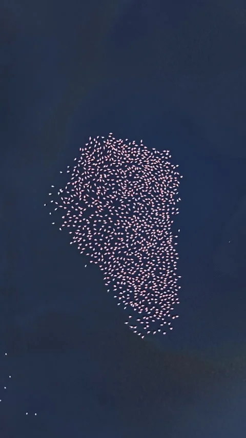 Large group of small objects floating on dark water during daytime near a coast 库存影片 332089241