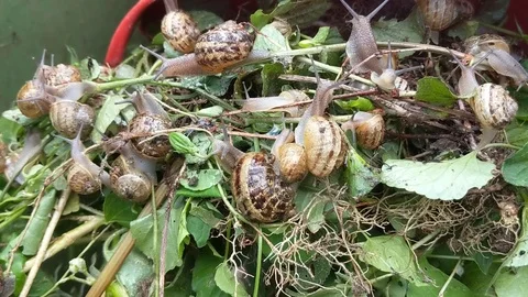Large group of snails crawling over leaves Stock Footage 91074540