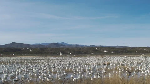 Large Group of Snow Geese Take off At Once Stock Footage 59628495