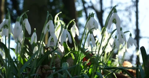 Large Group of Snowdrops in Sunny Early Spring Woodland Stock Footage 344213087