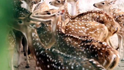 A large group of spotted deer huddle together Stock Footage 324968411