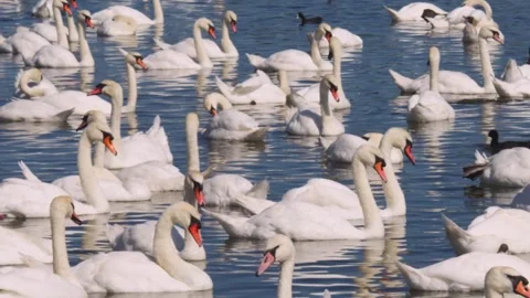 Large group of swans on a lake Vídeos de archivo 251031259