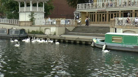 Large Group of Swans on the River Thames in London Stock Footage 101969529