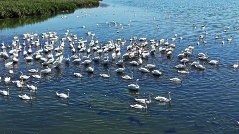 Large group of swans swimming in a body of water under clear blue sky during Stock Footage 343554615
