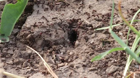 A large group of thousands of ants engaged in getting out inside the ant colo Stock Footage