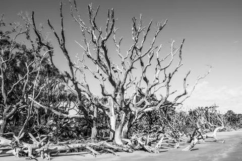 Large group of trees Stock Photos