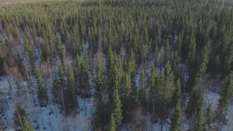 A large group of trees in a snowy area with a forest in the background Stock Footage 195533491