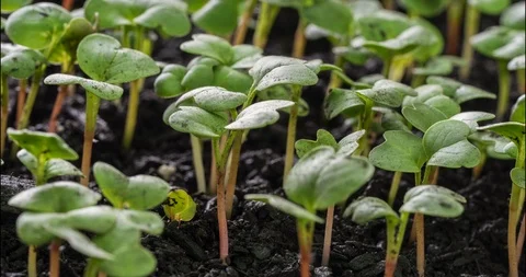 Large Group of Vegetable Seedlings Growing Stock Footage 107273859