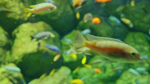 A large group of vibrant Pseudotropheus chilumba fish Vídeos de archivo 313062521