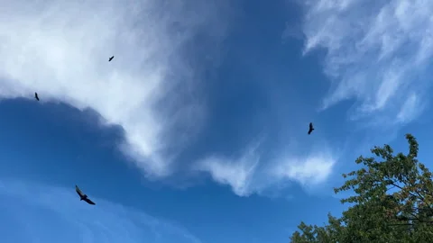 A large group of vultures circling Stock Footage 346649097