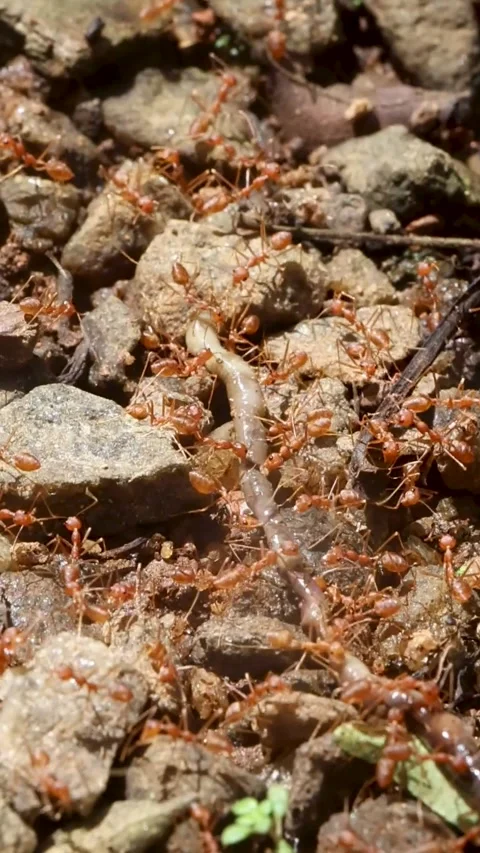 A large group of weaver ants works together to carry an earthworm Stock Footage 311792977