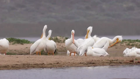 Large group of white and brown pelicans on the beach at sunset Video stock 229399632