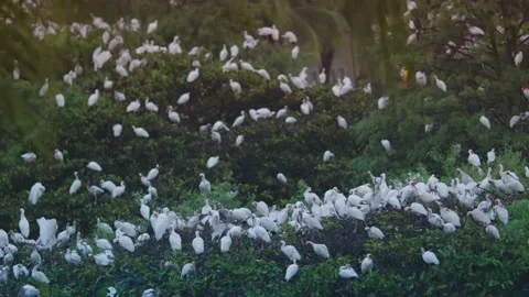 Large group of white birds on a bird sanctuary Stock Footage 132213055