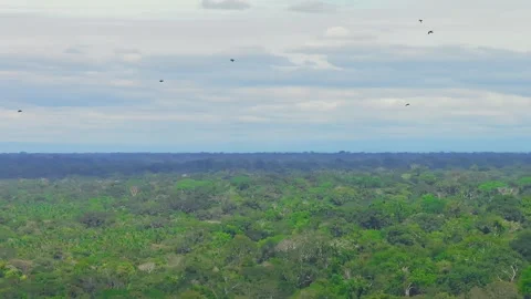 Large Group of White-Collared Swifts Feeding on Insects in Thermal Above Amazon Stock Footage 314317852