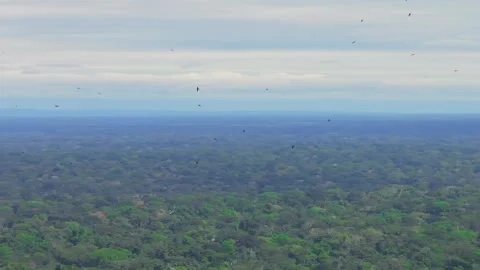 Large Group of White-Collared Swifts Circling in Thermal Above Vast Rainforest Stock Footage 314318098