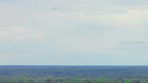 Large Group of White-Collared Swifts Soaring in Thermal Above Rainforest in Stock Footage 314318189