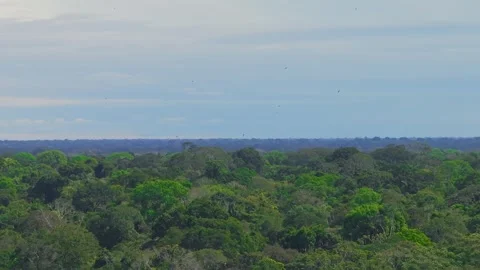 Large Group of White-Collared Swifts Flying in Thermal from Afar Above Stock Footage 314318208