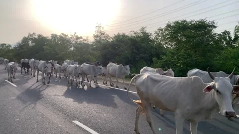 Large group of white indian cows walking on the road in ongole andhra pradhesh Video stock 289001055