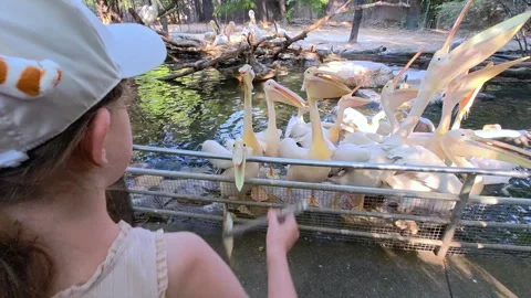 A large group of white pelicans stand. Feeding. A child feeds fish to pelicans. Stock Footage 301450674