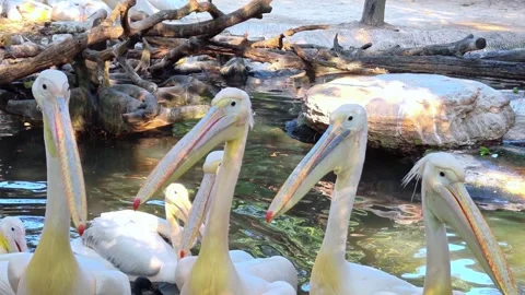 A large group of white pelicans standing side by side in the water. Zoo. Stock-Footage 301336727