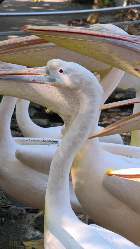 A large group of white pelicans standing side by side in the water. Zoo. Stock Footage 307226465