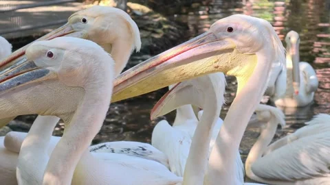 A large group of white pelicans standing side by side in the water. Zoo. Stock Footage 307470966