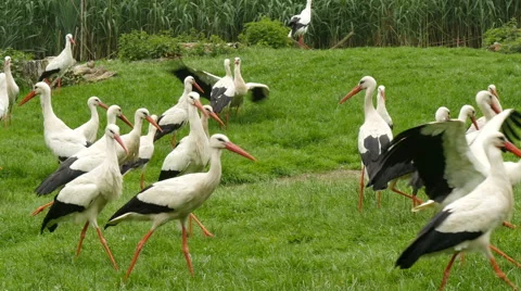 Large group of white storks on a meadow 4K UHD Stock Footage 63772646