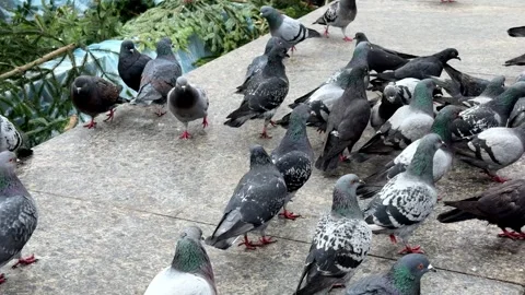 Large group of wild pigeons gathering on a paved city square near evergreen.. Stock Footage 340879220