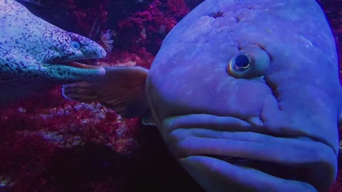 A Large grouper fish with an eel  Stock Footage 244992353