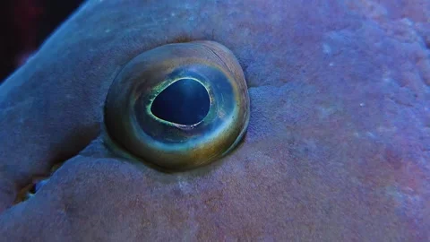 Large grouper fish eye Stock Footage 245029495
