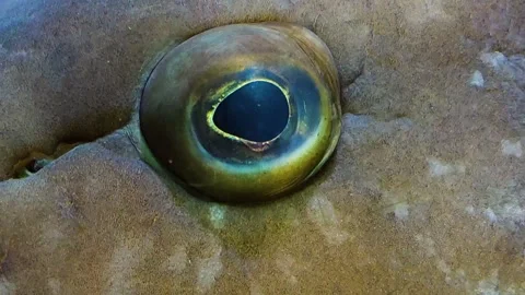 Large grouper fish eye  Stock Footage 264125846