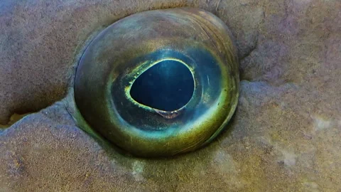 A Large grouper fish eye Stock Footage 264297476