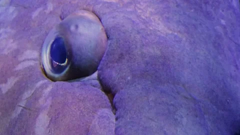 Large grouper fish eye Stock Footage 266698637