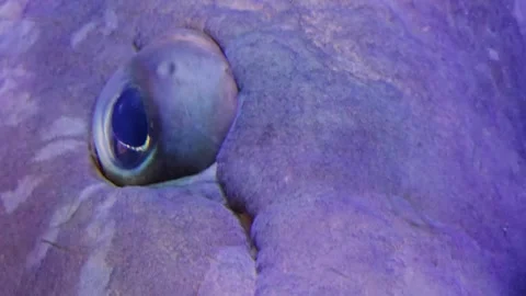 Large grouper fish eye Stock Footage 266754137