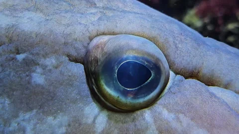 A large grouper fish eye  Stock Footage 294383620