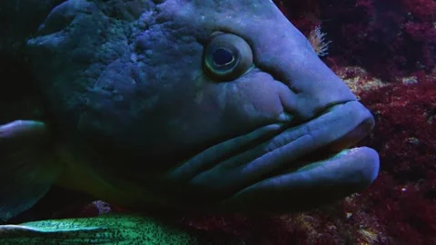 A Large grouper fish Stock-Footage 244344158