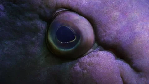 A Large grouper fish Stock Footage 244345904