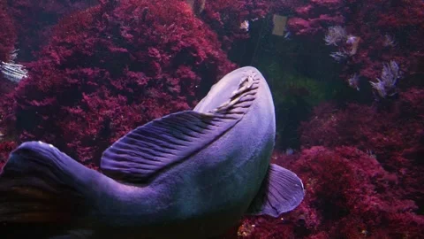 A Large grouper fish Stock-Footage 244345946