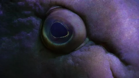 Large grouper fish Stock Footage 244543917