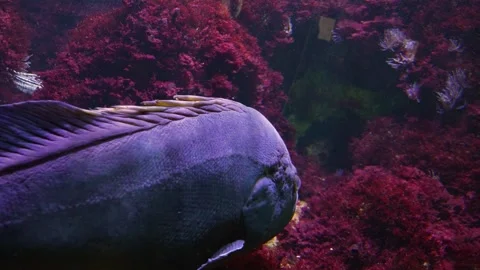 Large grouper fish Stock Footage 244544003