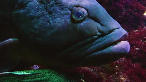 Large grouper fish Stock Footage 244549442