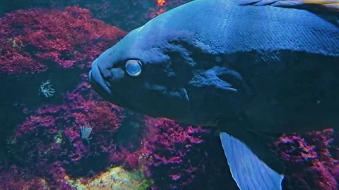 A Large grouper fish  Stock Footage 244990244