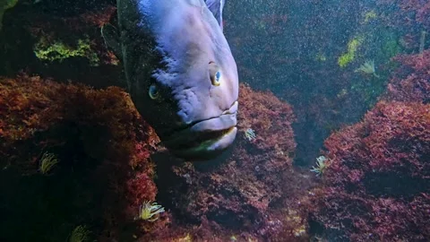 A large grouper fish  Video stock 269694878