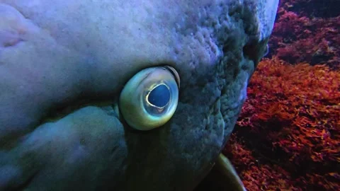 Large grouper fish  Stock Footage 277363553