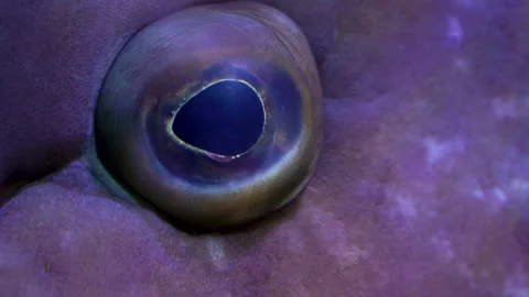 A large grouper fish  Stock Footage 278014290