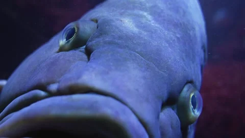 Large grouper fish head Stock Footage 257234172