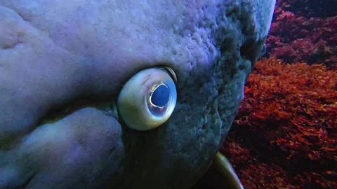  a large grouper fish head, Stock Footage 277420852