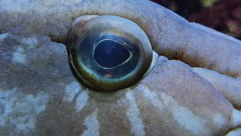 Large grouper fish head Stock Footage 294402713