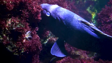 Large grouper fish in motion Stock Footage 297020508